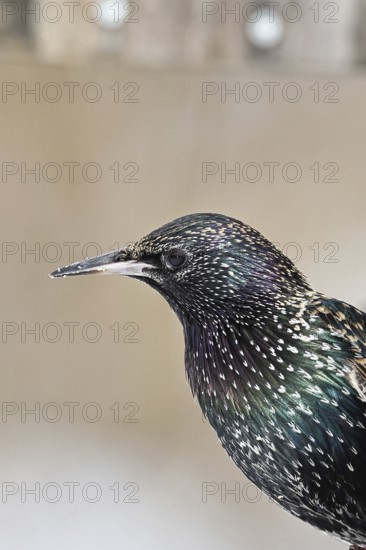 Starling (Sturnus vulgaris) adult bird in spotted winter plumage, sitting on a fence post, animal portrait, Wilnsdorf, North Rhine-Westphalia, Germany