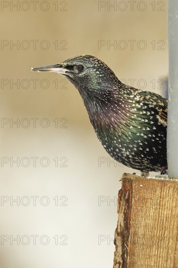 Starling (Sturnus vulgaris) adult bird in spotted winter plumage, sitting on a fence post, Wilnsdorf, North Rhine-Westphalia, Germany