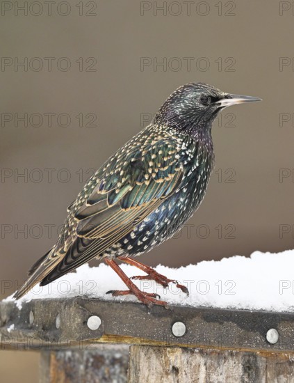 Starling (Sturnus vulgaris) adult bird in spotted winter plumage, sitting on a nesting box, Wilnsdorf, North Rhine-Westphalia, Germany