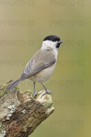 Marsh tit (Parus palustris) sitting on a tree stump, Wilnsdorf, North Rhine-Westphalia, Germany