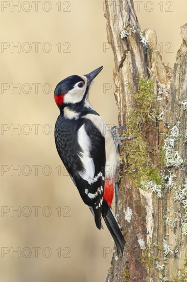 Great spotted woodpecker (Dendrocopos major), male, foraging on a tree stump overgrown with moss and lichen in the forest, Wilnsdorf, North Rhine-Westphalia, Germany