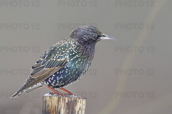 Starling (Sturnus vulgaris) adult bird in spotted winter plumage, sitting on a fence post, Wilnsdorf, North Rhine-Westphalia, Germany
