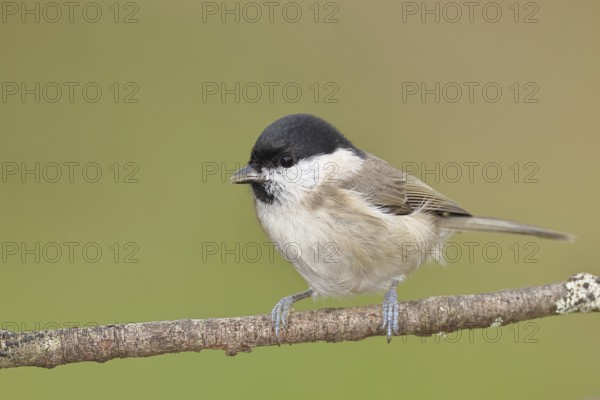 Willow Tit (Parus montanus), Willow Tit (Parus montanus) sitting on a branch overgrown with moss, Wildlife, Animals, Birds, Wilnsdorf, North Rhine-Westphalia, Germany