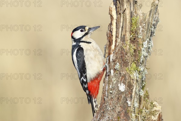 Great spotted woodpecker (Dendrocopos major), male, foraging on a tree stump overgrown with moss and lichen in the forest, Wilnsdorf, North Rhine-Westphalia, Germany