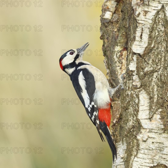 Great spotted woodpecker (Dendrocopus major), male, foraging on the trunk of a common birch (Betula pendula), wildlife, woodpeckers, nature photography, autumn, Wilnsdorf, North Rhine-Westphalia, Germany