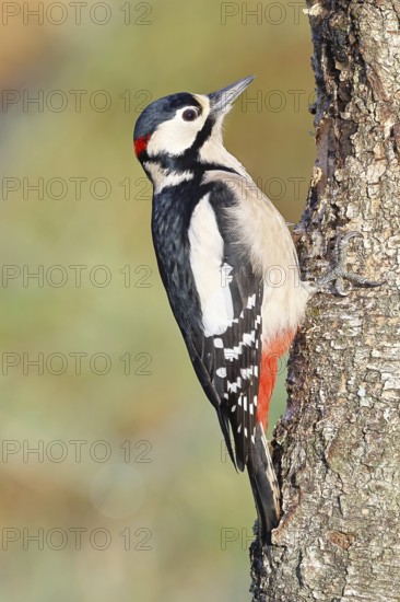 Great spotted woodpecker (Dendrocopus major), male, foraging on the trunk of a common birch (Betula pendula), wildlife, woodpeckers, nature photography, autumn, Wilnsdorf, North Rhine-Westphalia, Germany