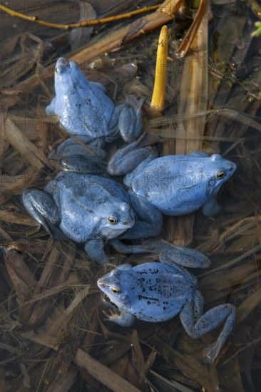 Blue moor frog (Rana arvalis) mating in the moor, Goldenstedter Moor, Lower Saxony, Germany