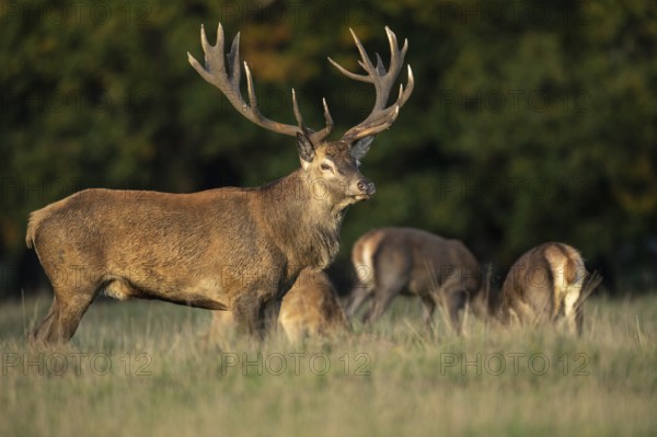 Red deer (Cervus elaphus) with heavy antlers in rut, Klamptenborg, Copenhagen, Denmark