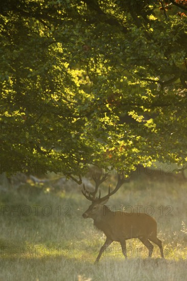 Red deer (Cervus elaphus) with heavy antlers in rut, Klamptenborg, Copenhagen, Denmark