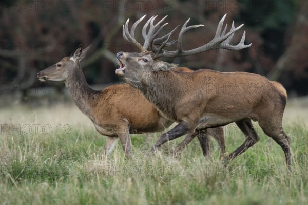 Red deer (Cervus elaphus) in rut, roaring, hunting, Klamptenborg, Copenhagen, Denmark
