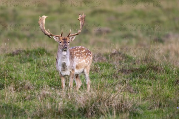 Fallow deer (dama dama), Klamptenborg, Copenhagen, Denmark