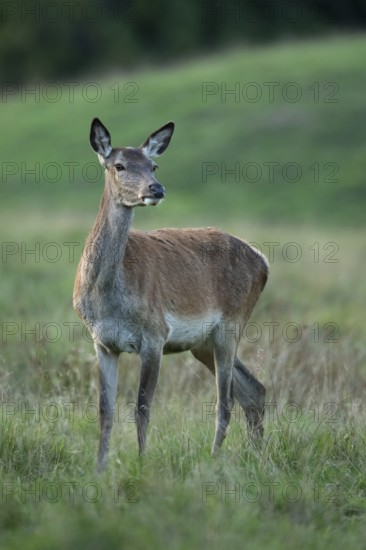 Red deer (Cervus elaphus), female, hunting, Klamptenborg, Copenhagen, Denmark