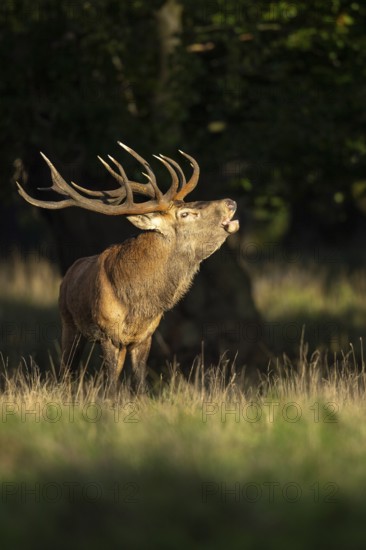 Red deer (Cervus elaphus) in rut, roaring, hunting, Klamptenborg, Copenhagen, Denmark