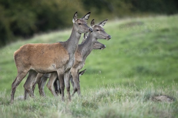 Red deer (Cervus elaphus), doe, bare deer, Klamptenborg, Copenhagen, Denmark