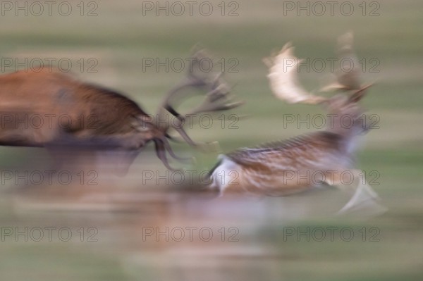 Red deer in a rut chases fallow deer, Dynamik, Klamptenborg, Copenhagen, Denmark