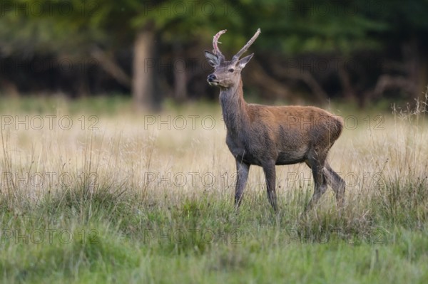 Red deer (Cervus elaphus) in rut, spit, hunting, Klamptenborg, Copenhagen, Denmark
