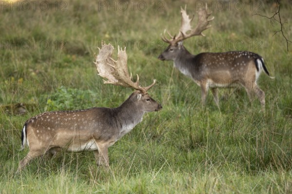 Fallow deer (dama dama), Klamptenborg, Copenhagen, Denmark