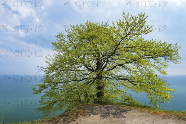View of chalk cliffs in Jasmund National Park on Rügen, Sassnitz, Rügen, Mecklenburg-Western Pomerania, Germany