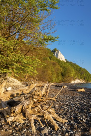 View of chalk cliffs in Jasmund National Park on Rügen, Sassnitz, Rügen, Mecklenburg-Western Pomerania, Germany