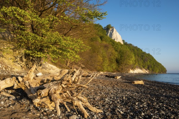View of chalk cliffs in Jasmund National Park on Rügen, Sassnitz, Rügen, Mecklenburg-Western Pomerania, Germany