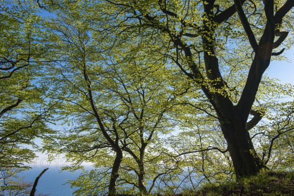 Treetop of a beech tree in Jasmund National Park on Rügen, Rügen, Sassnitz, Mecklenburg-Western Pomerania, Germany