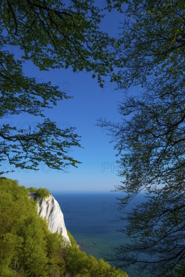 View of chalk cliffs in Jasmund National Park on Rügen, Königsstuhl, Sassnitz, Rügen, Mecklenburg-Western Pomerania, Germany