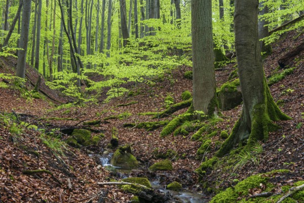Kiel stream in Jasmund National Park on Rügen, Sassnitz, Rügen, Mecklenburg-Western Pomerania, Germany