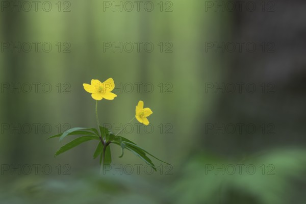 Yellow Anemone (Anemone ranunculoides), Rügen, Sassnitz, Mecklenburg-Western Pomerania, Germany