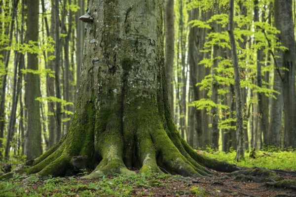 Beech in Jasmund National Park, Sassnitz, Rügen, Mecklenburg-Western Pomerania, Germany