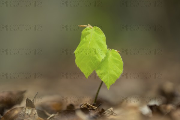 Buchenkeimling, Sassnitz, Rügen, Mecklenburg-Western Pomerania, Germany
