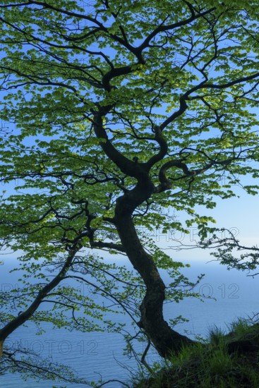 Treetop of a beech tree in Jasmund National Park on Rügen, Rügen, Sassnitz, Mecklenburg-Western Pomerania, Germany