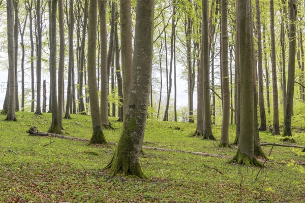 Beech forest on chalk cliffs in Jasmund National Park on Rügen, Sassnitz, Rügen, Mecklenburg-Western Pomerania, Germany