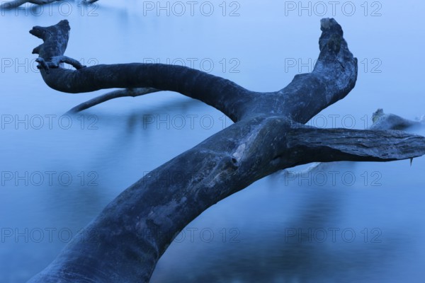 Fallen tree on the chalk coast in Jasmund National Park, Rügen, Sassnitz, Mecklenburg-Western Pomerania, Germany