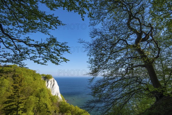 View of chalk cliffs in Jasmund National Park on Rügen, Königsstuhl, Sassnitz, Rügen, Mecklenburg-Western Pomerania, Germany