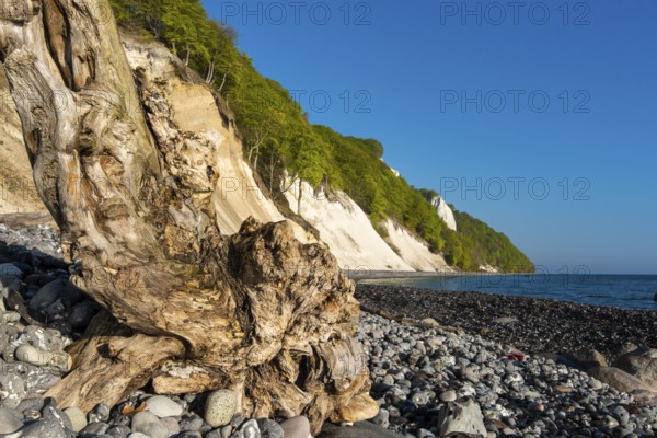 View of chalk cliffs in Jasmund National Park on Rügen, Königsstuhl, Sassnitz, Rügen, Mecklenburg-Western Pomerania, Germany