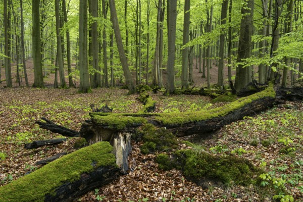 Old beech forest with dead wood in Jasmund National Park on Rügen, Sassnitz, Rügen, Mecklenburg-Western Pomerania, Germany