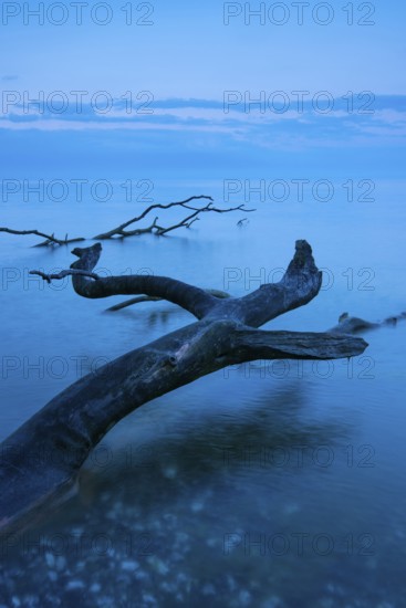 Fallen tree on the chalk coast in Jasmund National Park, Rügen, Sassnitz, Mecklenburg-Western Pomerania, Germany