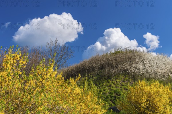 Flowering broom (Genista) at the Tempelberg on Rügen, Rügen, Bobbin, Mecklenburg-Vorpommern, Germany