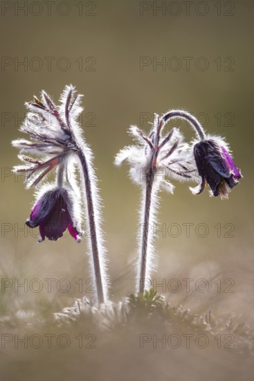 Meadow pasque flower (Pulsatilla pratensis), Rügen, Binz, Mecklenburg-Western Pomerania, Germany