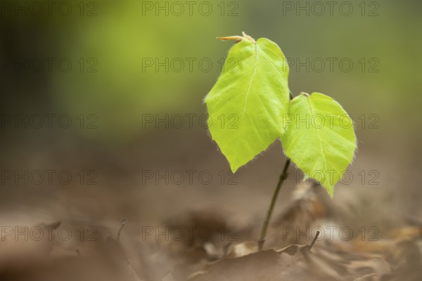 Buchenkeimling, Sassnitz, Rügen, Mecklenburg-Western Pomerania, Germany