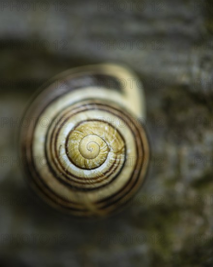 Grove slug (Cepaea nemoralis) on a branch, Rügen, Mecklenburg-Western Pomerania, Germany
