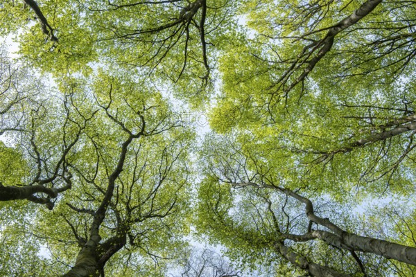 Treetop of a beech tree in Jasmund National Park on Rügen, Rügen, Sassnitz, Mecklenburg-Western Pomerania, Germany