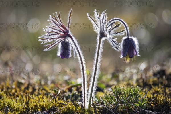 Meadow pasque flower (Pulsatilla pratensis), Rügen, Binz, Mecklenburg-Western Pomerania, Germany