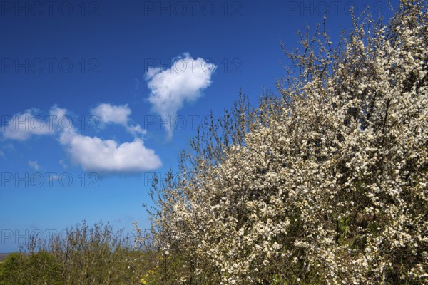 Blooming sloe hedge, Rügen, Bergen, Mecklenburg-Western Pomerania, Germany