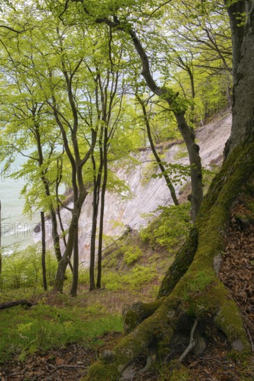 Beech forest with view of chalk cliffs in Jasmund National Park on Rügen, Sassnitz, Rügen, Mecklenburg-Western Pomerania, Germany