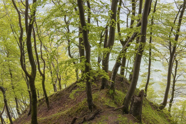 Beech forest with view of chalk cliffs in Jasmund National Park on Rügen, Sassnitz, Rügen, Mecklenburg-Western Pomerania, Germany