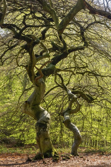 Süntel beech (Fagus sylvatica) in spring, Rügen, Lietzow, Mecklenburg-Vorpommern, Germany