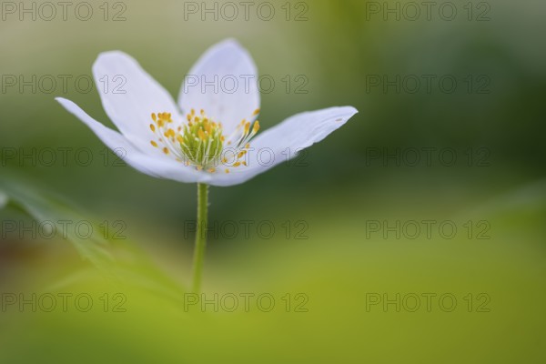 Wood anemone (Anemone nemorosa), Rügen, Sassnitz, Lower Saxony, Germany