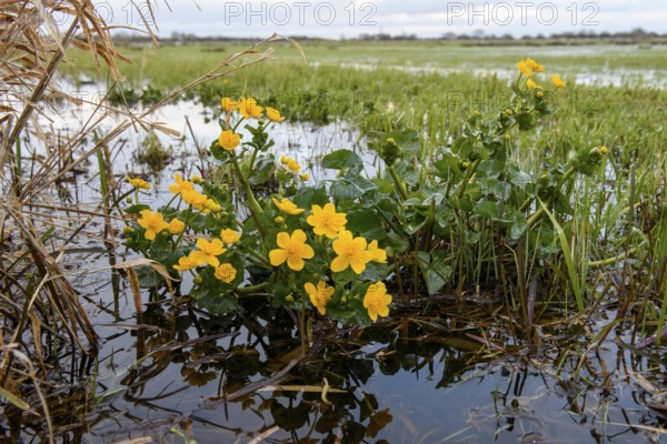 Yellow super marigolds (Caltha palustris) growing at the edge of a wet meadow, Dümmer nature park Park, Lower Saxony, Germany