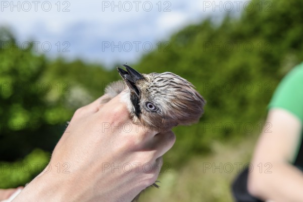 Eurasian jay (Garrulus glandarius) being held by a person, head collected as part of a survey during a ringing campaign, Münsterland, North Rhine-Westphalia, Germany